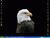 eagle1.gif